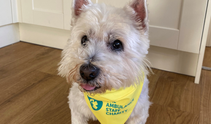 Introducing: Holly the Dog!